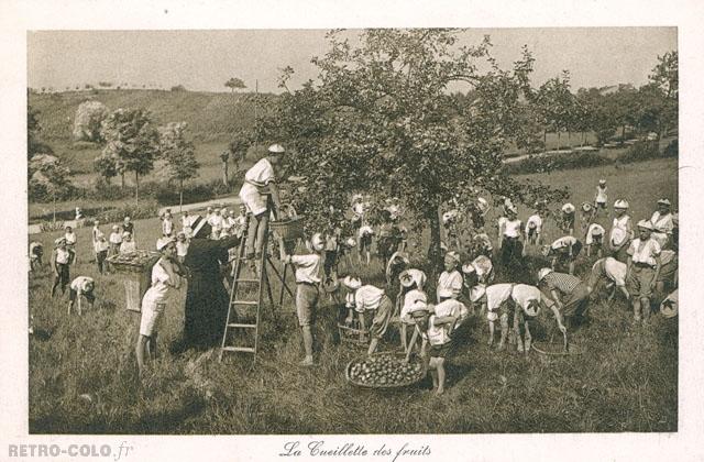 La cueillette des fruits - Colonie de Vacances 