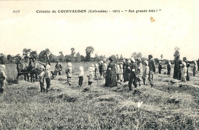 Nos grands bls - Colonie de Courvaudon